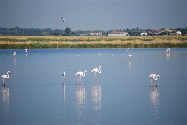 Eco-promenades au Delta du Po