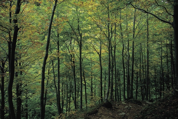 Randonn&#233;es sur les anciens chemins - Route de St Antoine et de St Francois