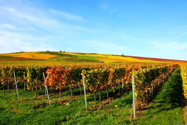 Unforgettable Wine Experience in Emilia Romagna
