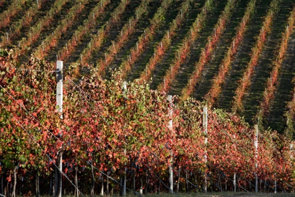 I luoghi del Vino in Toscana I luoghi del Vino in Toscana