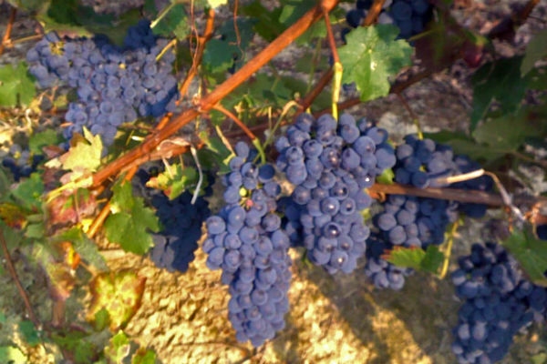 Citt&#224; e vigneti d&#39;Alsazia