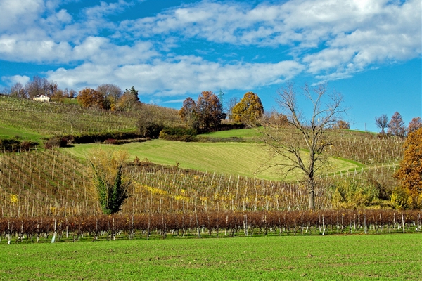 "Wine Experience" in Emilia Romagna